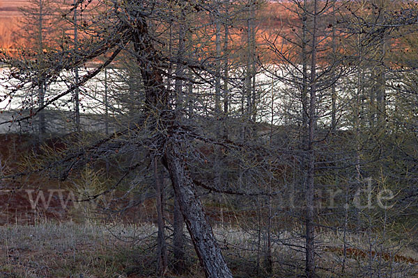 Sibirische Lärche (Larix sibirica)