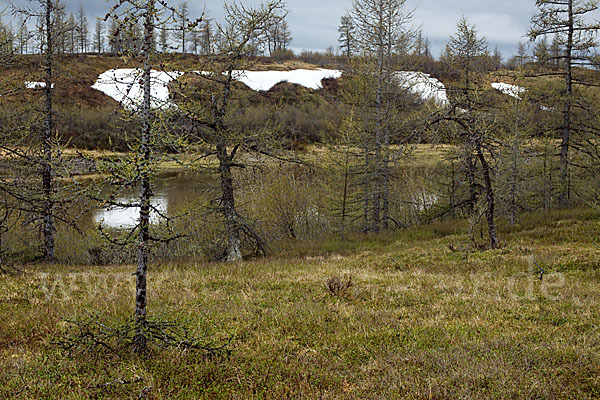 Sibirische Lärche (Larix sibirica)