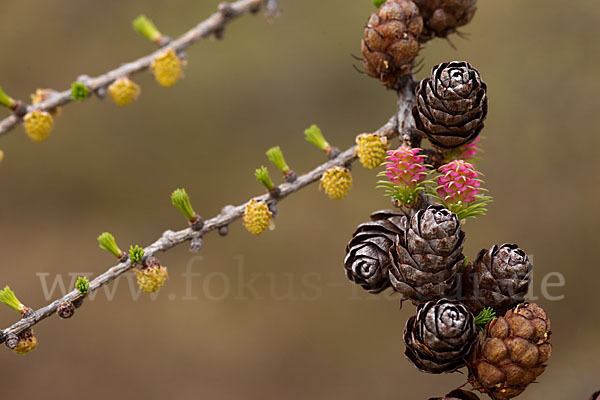 Sibirische Lärche (Larix sibirica)