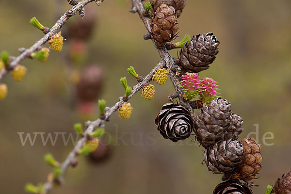 Sibirische Lärche (Larix sibirica)