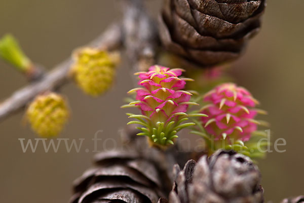 Sibirische Lärche (Larix sibirica)