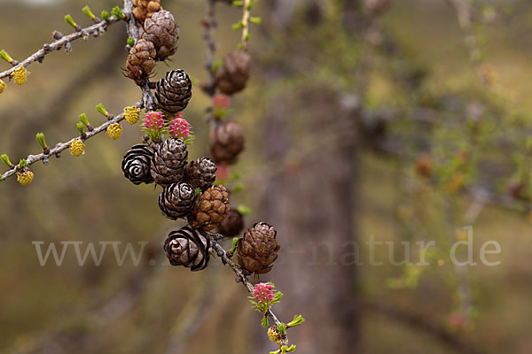 Sibirische Lärche (Larix sibirica)