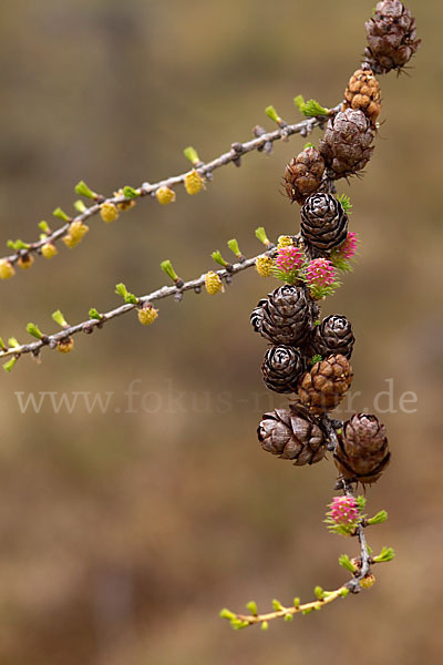 Sibirische Lärche (Larix sibirica)