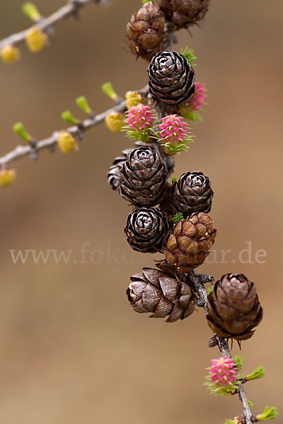 Sibirische Lärche (Larix sibirica)