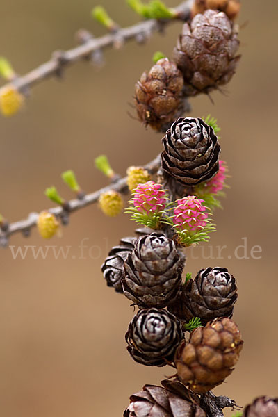 Sibirische Lärche (Larix sibirica)