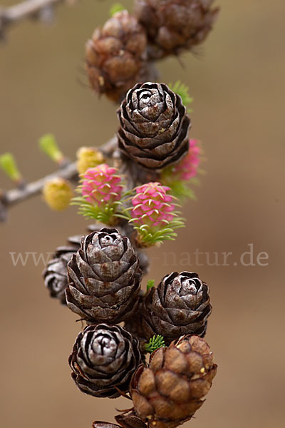 Sibirische Lärche (Larix sibirica)