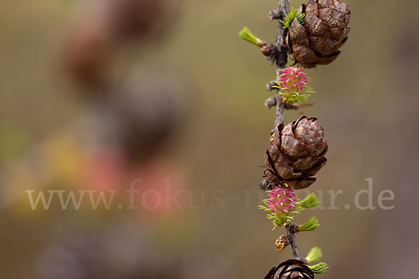 Sibirische Lärche (Larix sibirica)