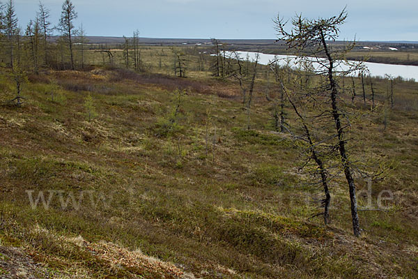 Sibirische Lärche (Larix sibirica)