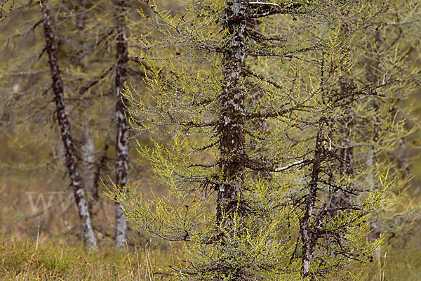 Sibirische Lärche (Larix sibirica)