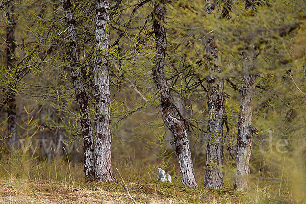 Sibirische Lärche (Larix sibirica)