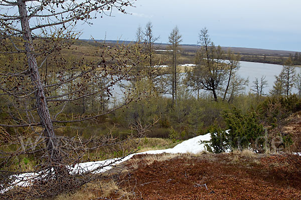 Sibirische Lärche (Larix sibirica)