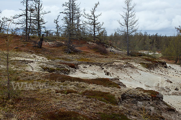 Sibirische Lärche (Larix sibirica)