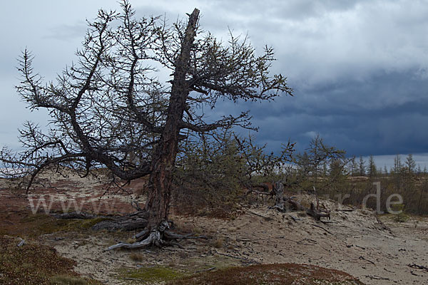 Sibirische Lärche (Larix sibirica)