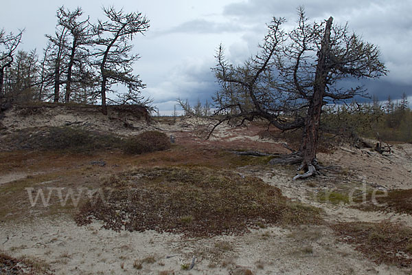 Sibirische Lärche (Larix sibirica)