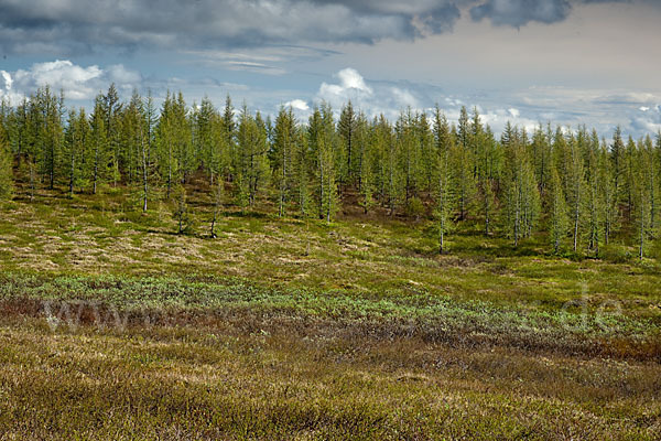 Sibirische Lärche (Larix sibirica)