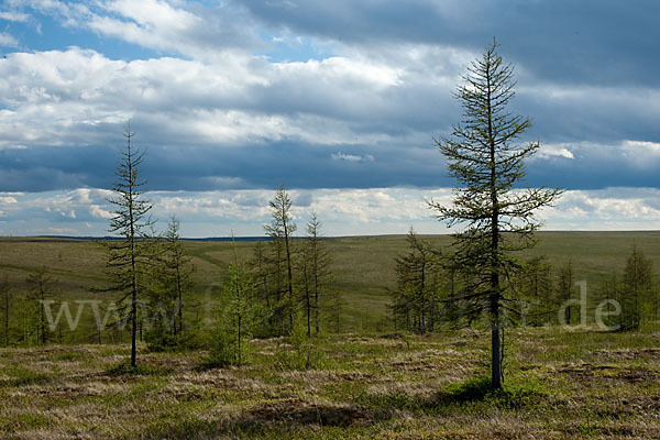 Sibirische Lärche (Larix sibirica)