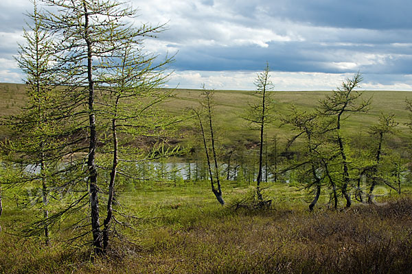 Sibirische Lärche (Larix sibirica)