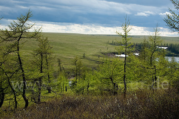 Sibirische Lärche (Larix sibirica)