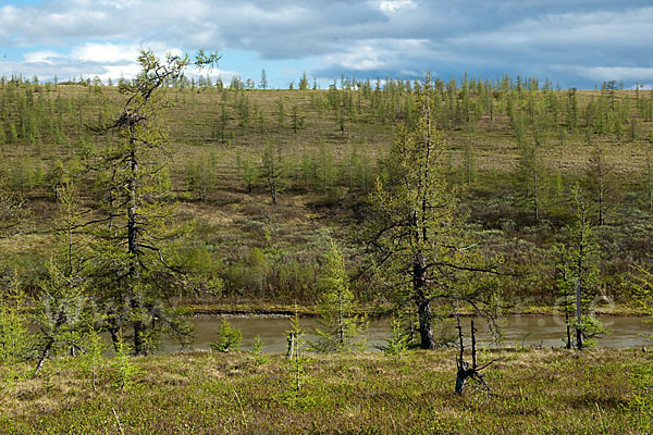 Sibirische Lärche (Larix sibirica)