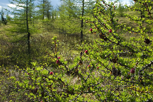 Sibirische Lärche (Larix sibirica)