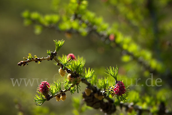 Sibirische Lärche (Larix sibirica)