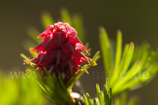 Sibirische Lärche (Larix sibirica)