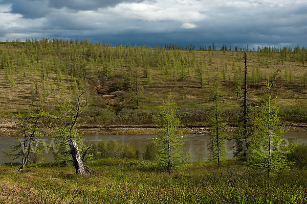 Sibirische Lärche (Larix sibirica)