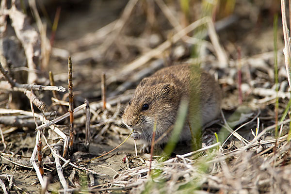 Sibirischer Lemming (Lemmus sibiricus)