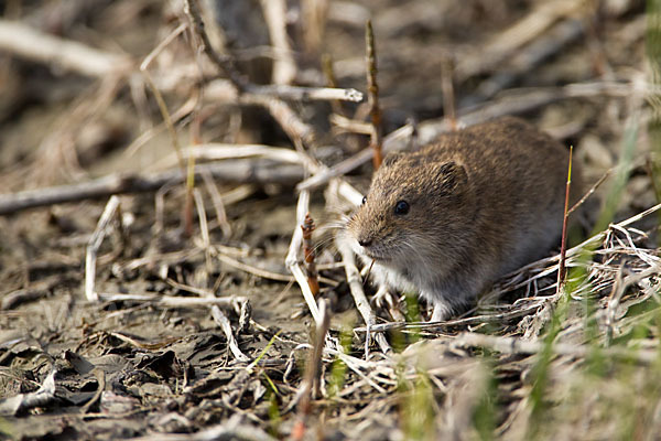 Sibirischer Lemming (Lemmus sibiricus)