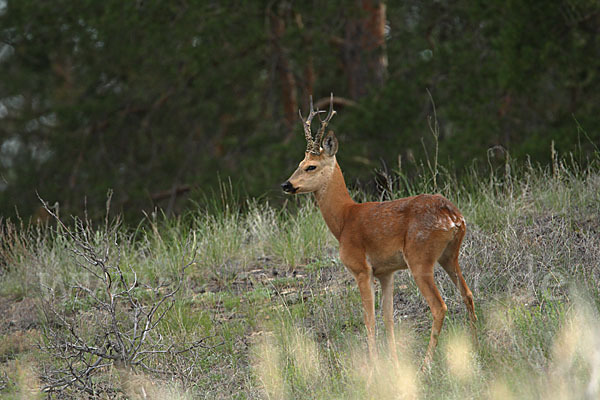 Sibirisches Reh (Capreolus pygargus)