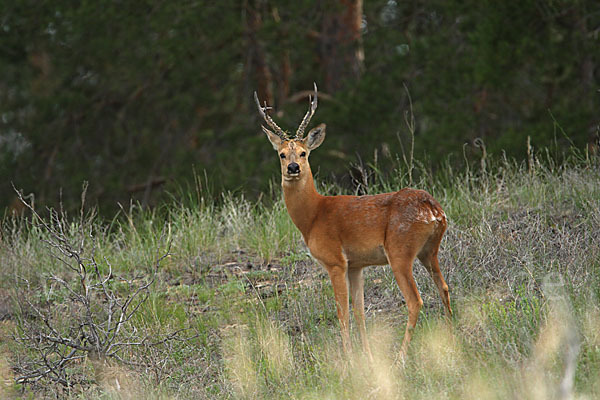 Sibirisches Reh (Capreolus pygargus)