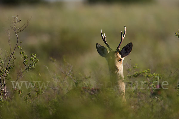 Sibirisches Reh (Capreolus pygargus)