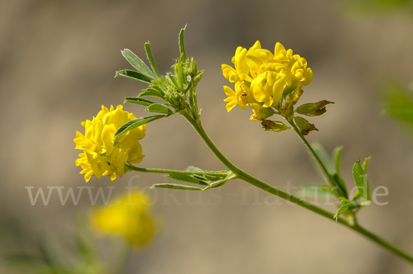 Sichel-Luzerne (Medicago falcata)