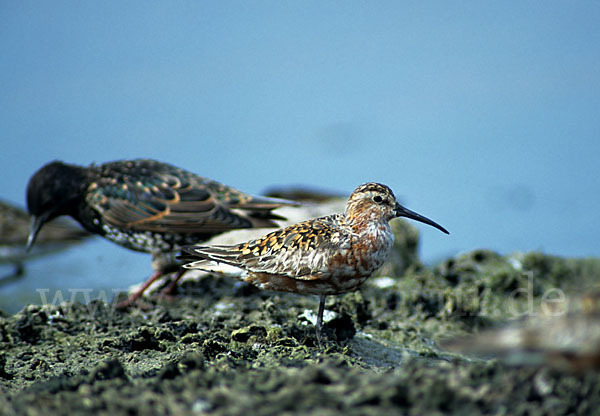 Sichelstrandläufer (Calidris ferruginea)