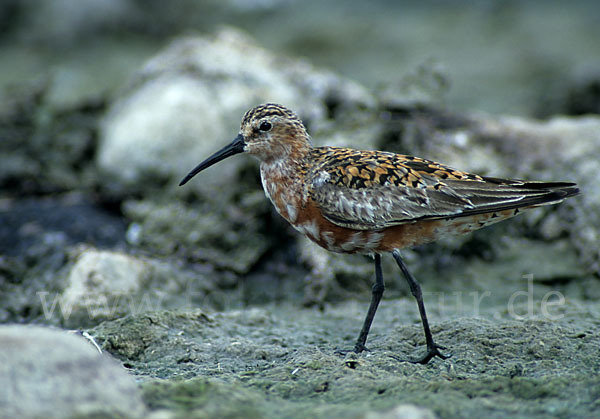 Sichelstrandläufer (Calidris ferruginea)