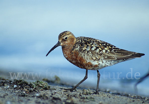 Sichelstrandläufer (Calidris ferruginea)