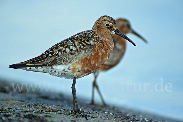 Sichelstrandläufer (Calidris ferruginea)