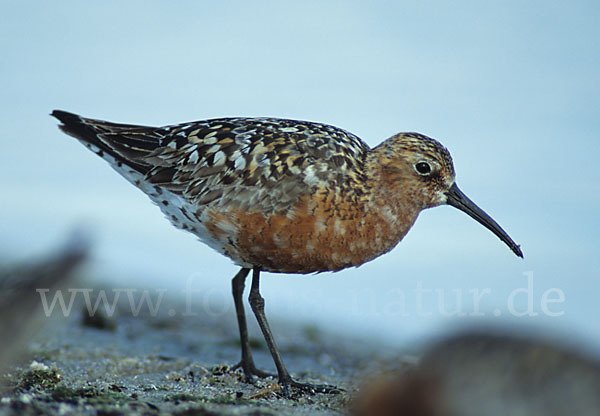 Sichelstrandläufer (Calidris ferruginea)