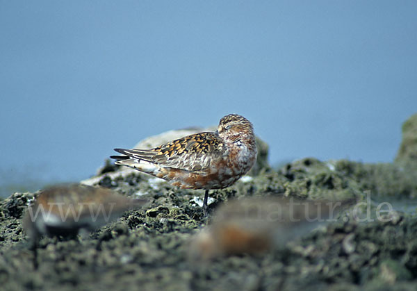 Sichelstrandläufer (Calidris ferruginea)