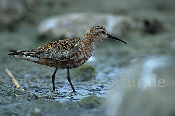 Sichelstrandläufer (Calidris ferruginea)