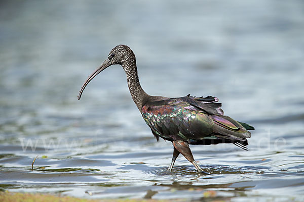 Sichler (Plegadis falcinellus)