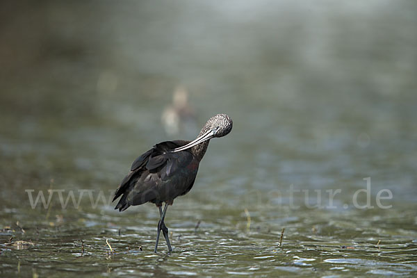 Sichler (Plegadis falcinellus)