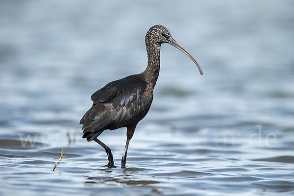 Sichler (Plegadis falcinellus)