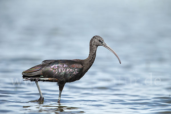 Sichler (Plegadis falcinellus)