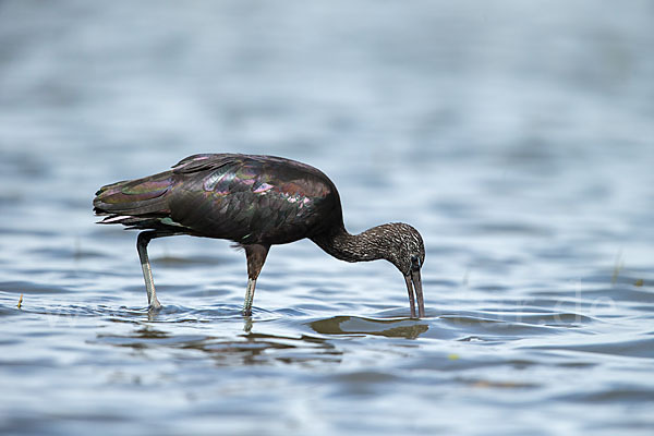 Sichler (Plegadis falcinellus)