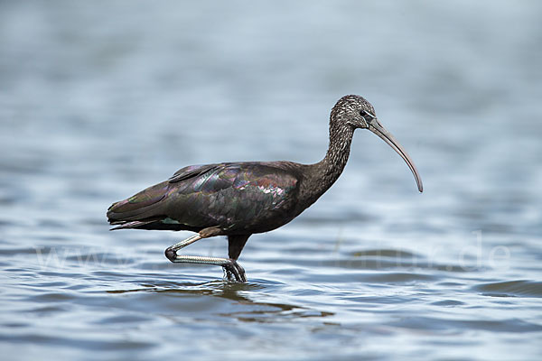 Sichler (Plegadis falcinellus)