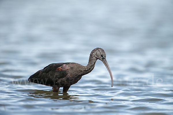 Sichler (Plegadis falcinellus)