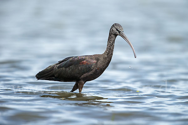 Sichler (Plegadis falcinellus)