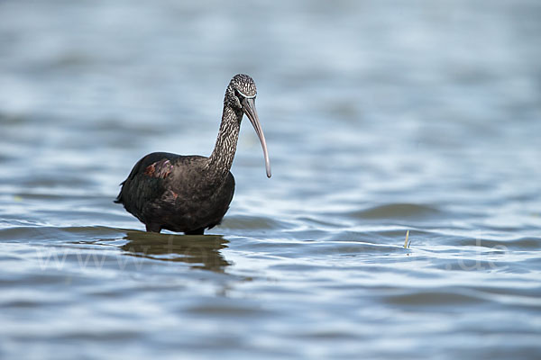 Sichler (Plegadis falcinellus)