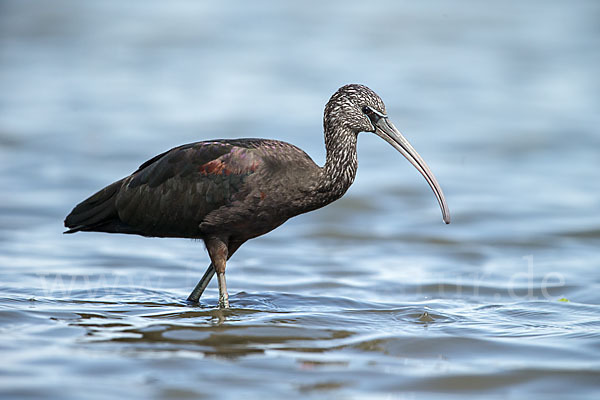 Sichler (Plegadis falcinellus)